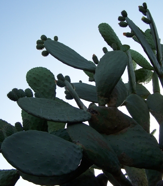 Prickly Pear Cactus