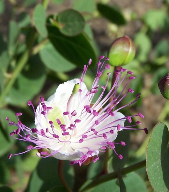 Fiore del cappero