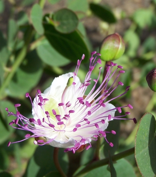Caper's flower