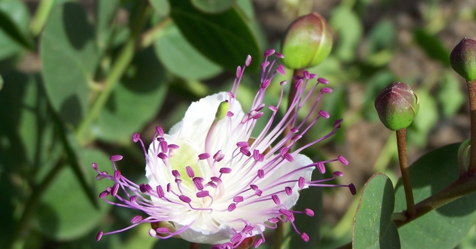 Fiore del cappero