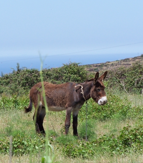 Donkey from Pantelleria
