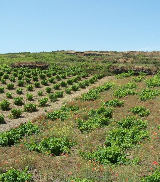 Pantelleria vine cultivation