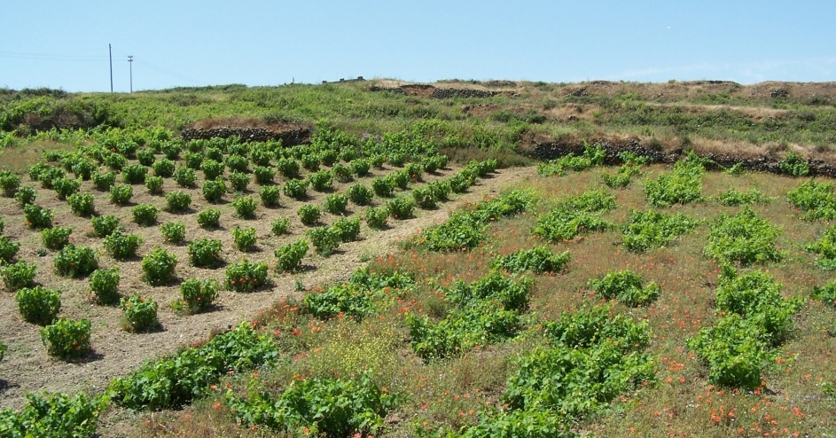 Coltivazione di vite ad alberello Pantelleria