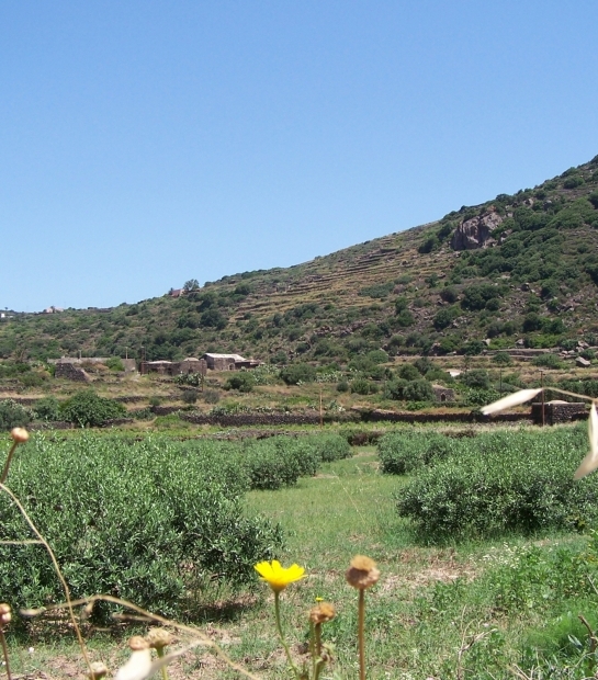 Uliveto a Pantelleria
