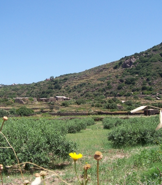 Olive grove in Pantelleria