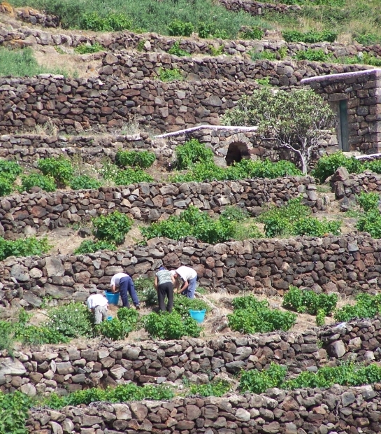 Raccolta dell'uva