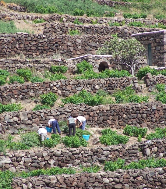 Grape harvest