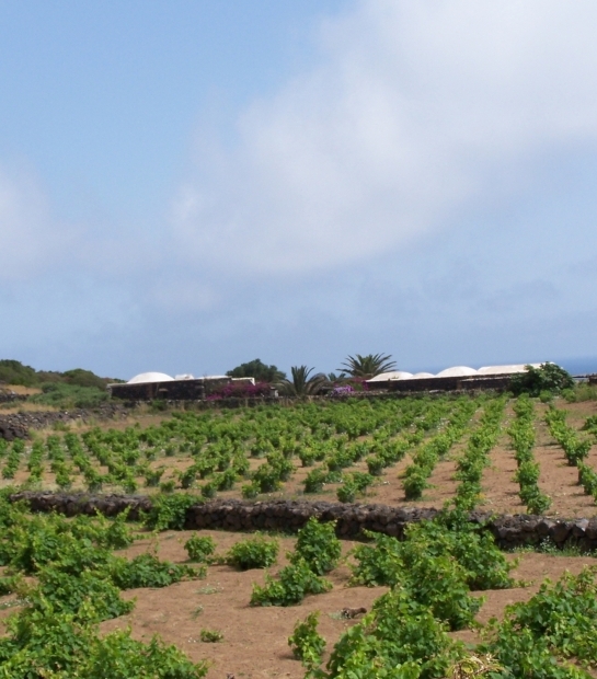 Pantelleria winery