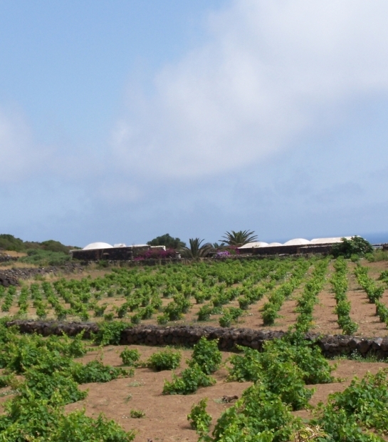Azienda vitivinicola di Pantelleria