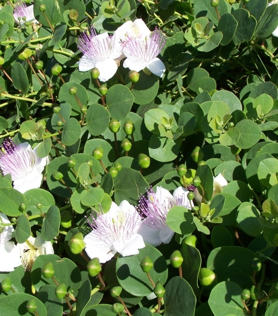 Pantelleria's capers