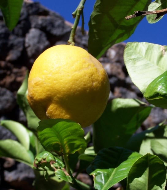 Citrus fruits from Pantelleria