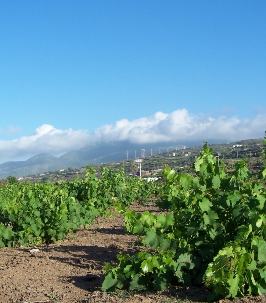 Sapling vine of Pantelleria UNESCO heritage