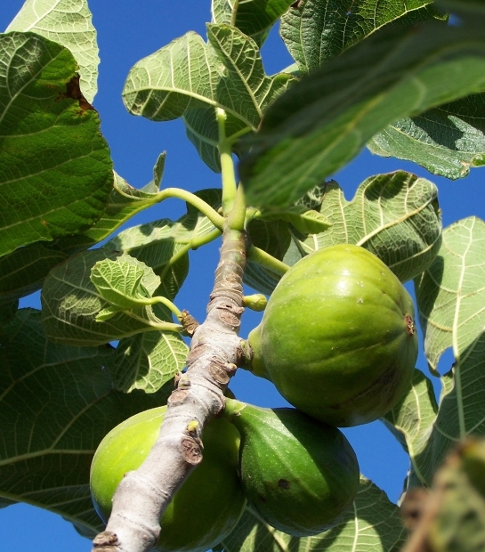 Frutto del Fico