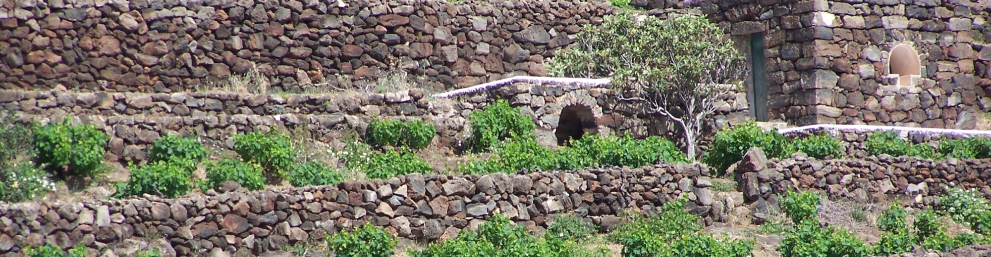 Raccolta dell'uva