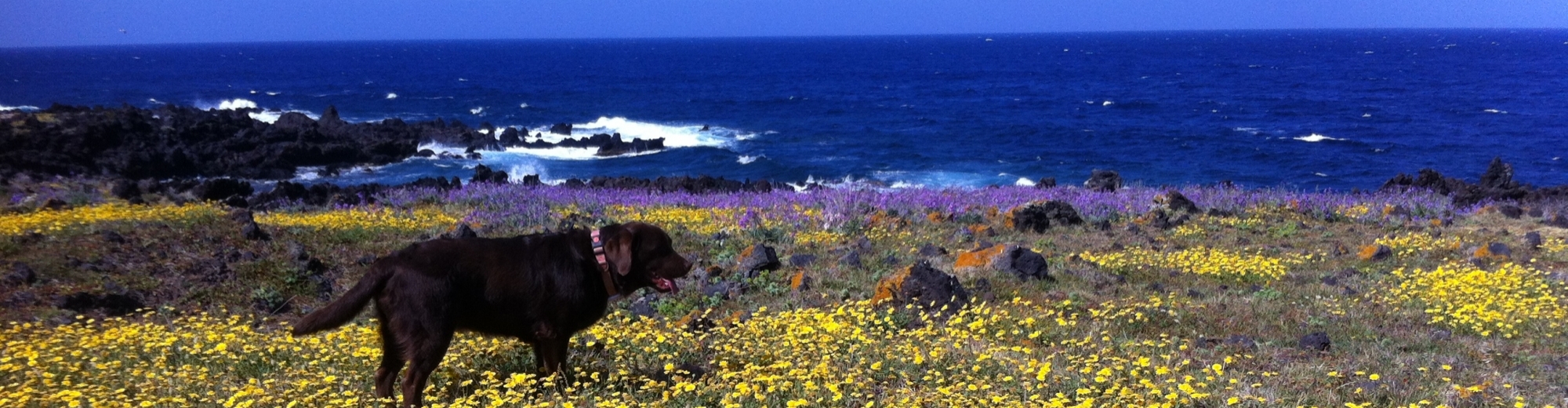 passeggia con il tuo amico a 4 zampe in uno dei sentieri del Parco Nazionale di Pantelleria