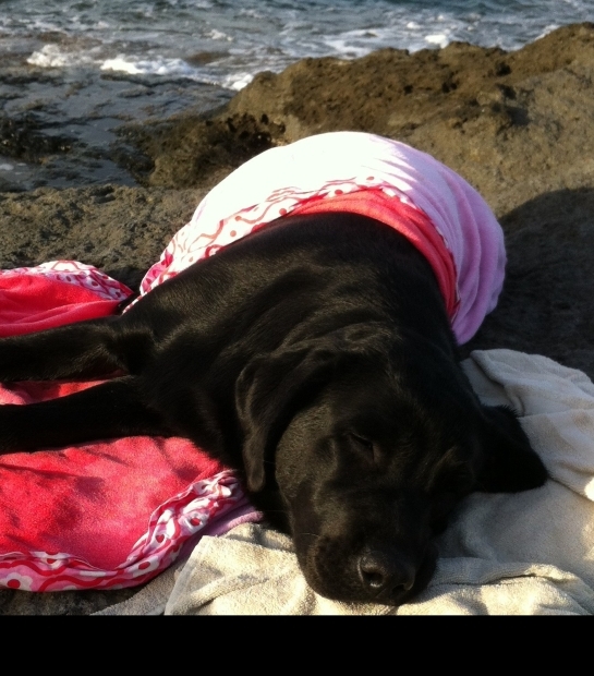 Enjoy relaxing near the sea with your pets